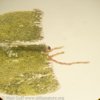 Regenerating Moss Leaf?