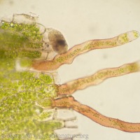 Regenerating Moss Leaf?