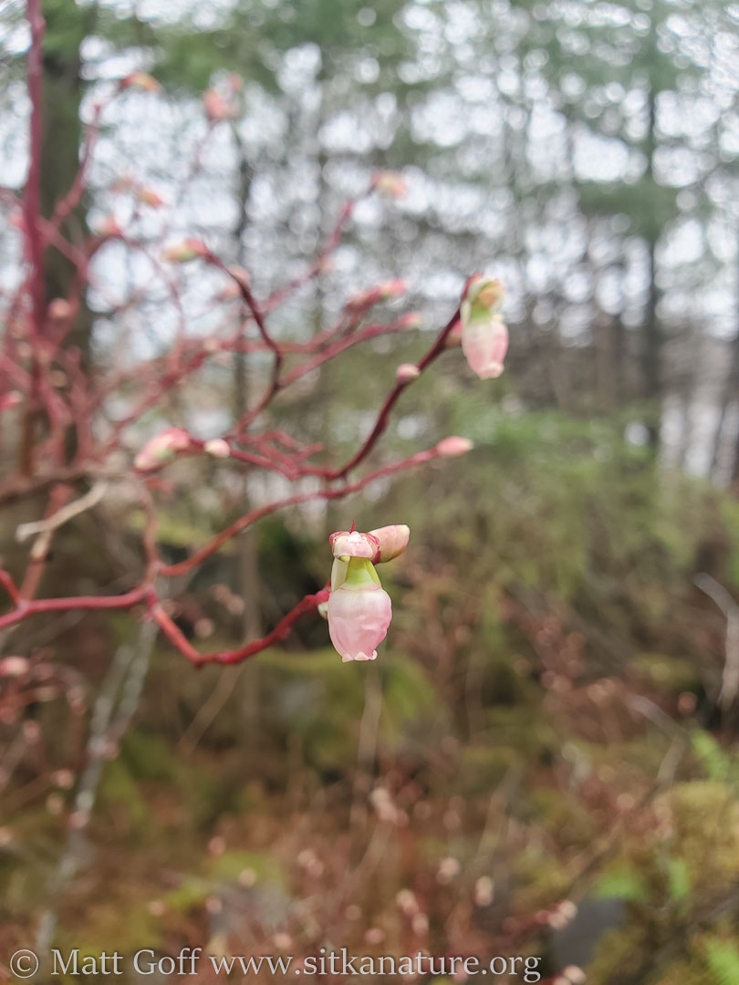 Blooming Early Blueberry