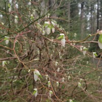 Early Blueberry Flowers