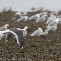 Slaty-backed Gull in Flight