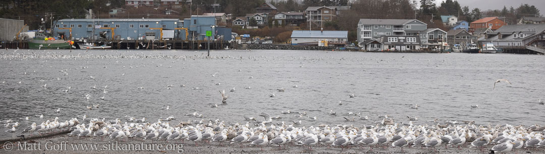 Gulls in the Channel