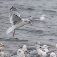 Thayer's Gull Coming in to Land