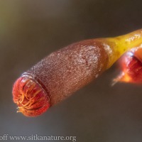 Sporophyte Capsules