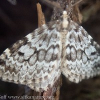 Early Spring Moth