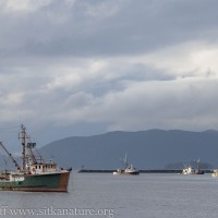 Herring Boats at Anchor