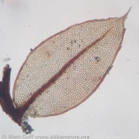 Moss (Byraceae?) Leaf