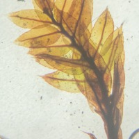 Moss (Byraceae?)