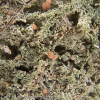 Epiphytic Lichen