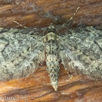 Pug Moth (<em>Eupithecia sp</em>)