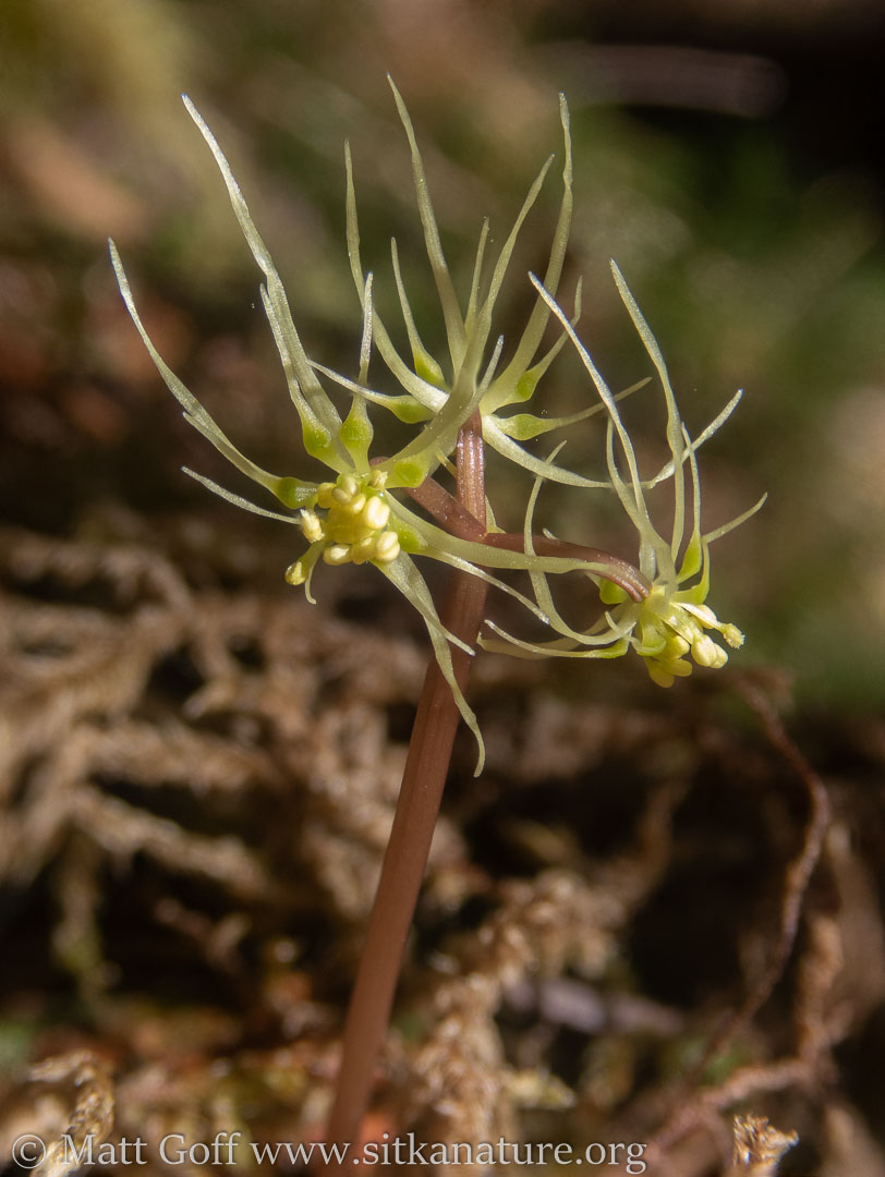 Fern-leaf Goldthread (<em>Coptis aspleniifolia</em>) Flowers