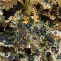 Small Lichen