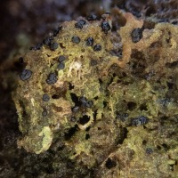 Small Lichen