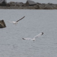 Short-billed Gulls