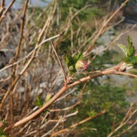 Salmonberry Flower Bud