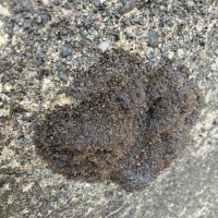 Growth on Cement