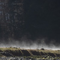 Steaming Meadow