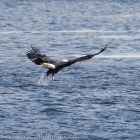 Bald Eagle Catching Herring