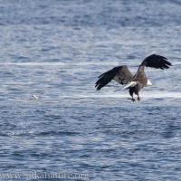 Bald Eagle Catching Herring