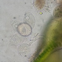 Microscopic Organism