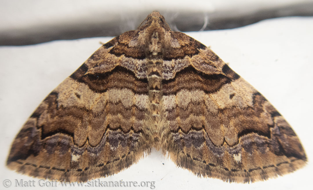 Variable Carpet Moth