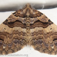 Variable Carpet Moth
