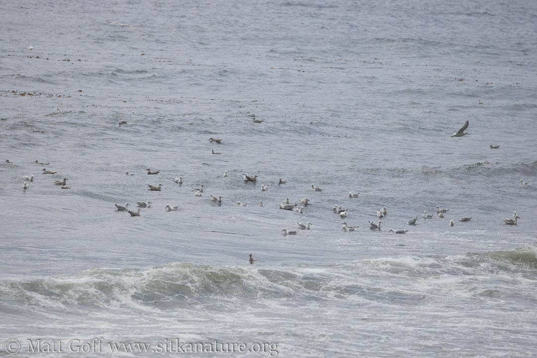 Gulls at Sandy Beach