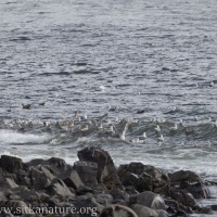 Gulls near Sandy Beach