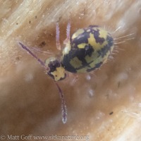 Black and Yellow Springtail