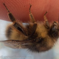 Sitka Bumble Bee (<em>Bombus sitkensis</em>)