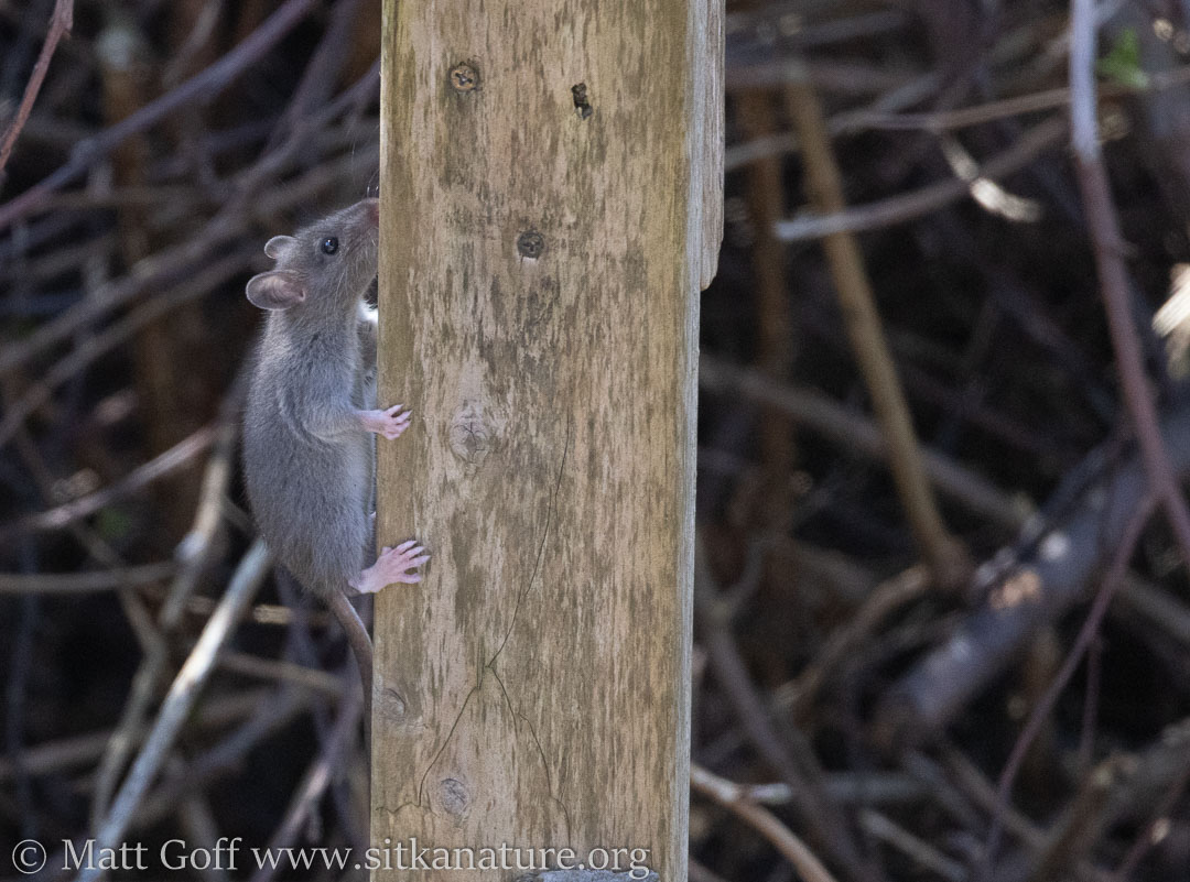 Rat Scaling the Feeder