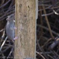 Rat Scaling the Feeder