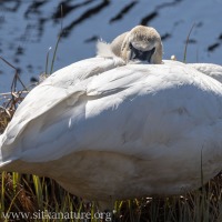 Trumpeter Swan at Rest