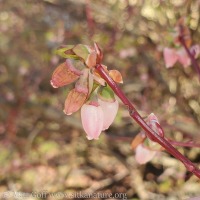 Cold Damaged Blueberry Flowers