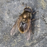 Bronze Fly