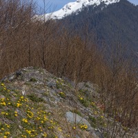 Dandelions and Verstovia