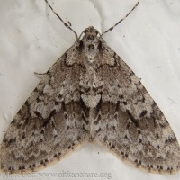 Mottled Gray Carpet Moth (<em>Cladara limitaria</em>)