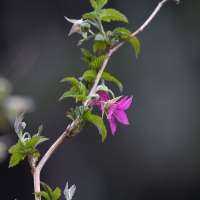 Salmonberry Flower