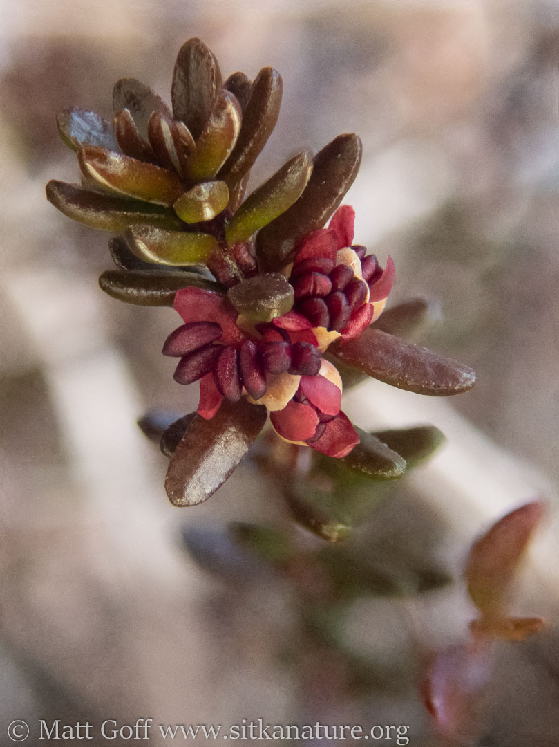 Crowberry (<em>Empetrum nigrum</em>) Flowers