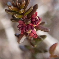Crowberry (<em>Empetrum nigrum</em>) Flowers