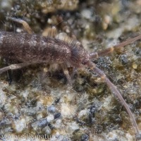 Long-bodied Springtail