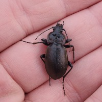 European Ground Beetle (<em>Carabus nemoralis</em>)