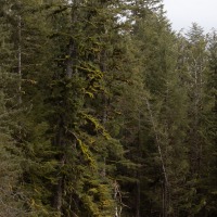 Streamside Spruce