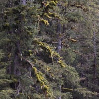 Spruce with Epiphytes