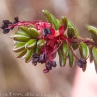 Crowberry Flowers (<em>Empetrum nigrum</em>)