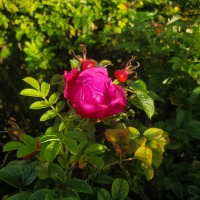 Late Rose
