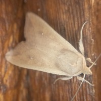 Armyworm Moth (<em>Mythimna unipuncta</em>)