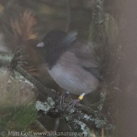 Banded Junco