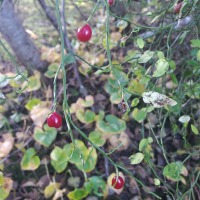 Lingering Red Huckleberries