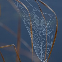 Dew laden Spider Web